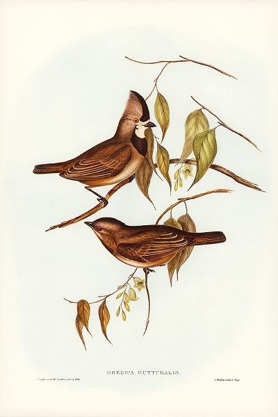 Gould, John 작가의 Crested Oreoica-Oreoica gutturalis 작품
