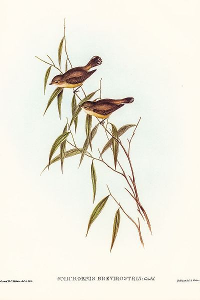 Gould, John 작가의 Short-billed tree tit-Smicrornis brevirostris 작품