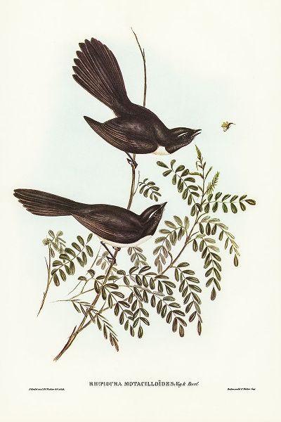 Gould, John 작가의 Black Fantailed Flycatcher-Rhipidura Motacilloides 작품