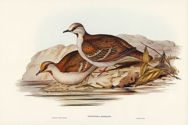 Gould, John 작가의 Brush Bronze-winged Pigeon-Peristera elegans 작품