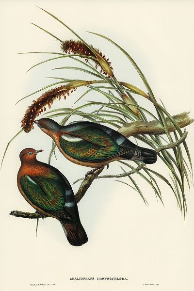 Gould, John 작가의 Little Green Pigeon-Chalcophaps chrysochlora 작품