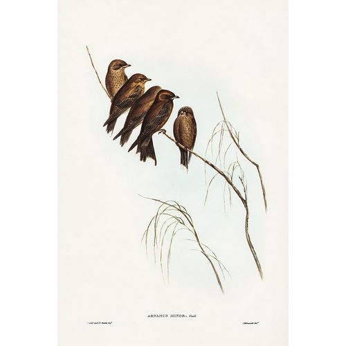 Gould, John 작가의 Little Wood Swallow-Artamus minor-Vieill 작품