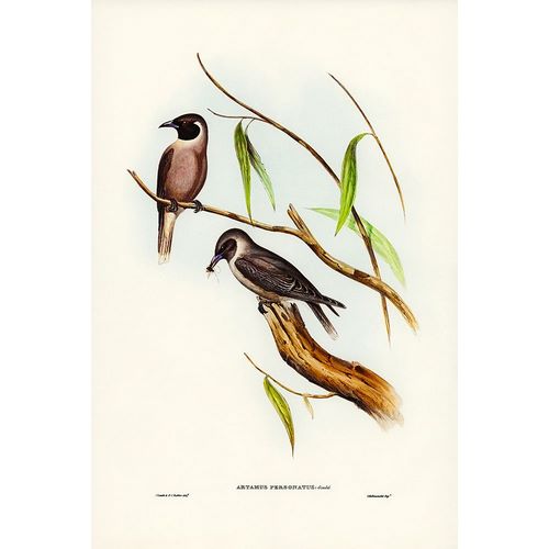 Gould, John 작가의 Masked Wood Swallow-Artamus personates 작품
