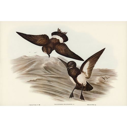 Gould, John 작가의 Black-bellied Storm Petrel-Thalassidroma melanogaster 작품
