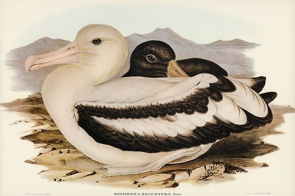 Gould, John 작가의 Short-tailed Albatros-Diomedea brachyura 작품