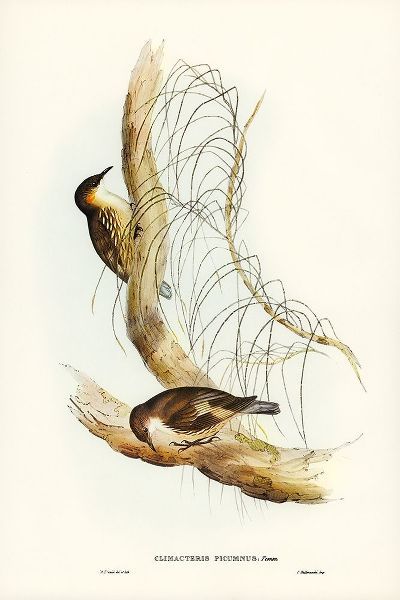 Gould, John 작가의 White-throated Tree-Creeper-Climacteris picumnus 작품