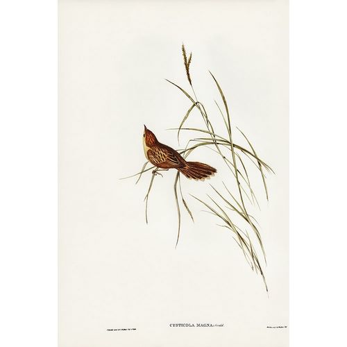 Gould, John 작가의 Great Warbler-Cysticola magna 작품
