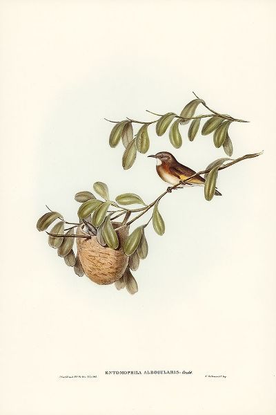 Gould, John 작가의 White-throated Honey-eater-Entomophila albogularis 작품
