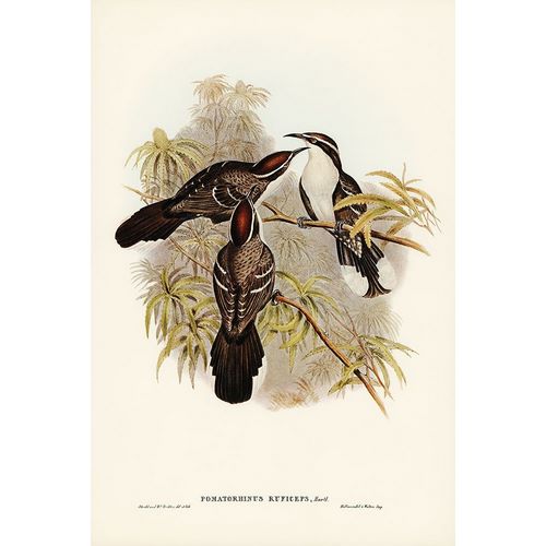 Gould, John 작가의 Chestnut-crowned Pomatorhinus-Pomatorhinus ruficeps 작품