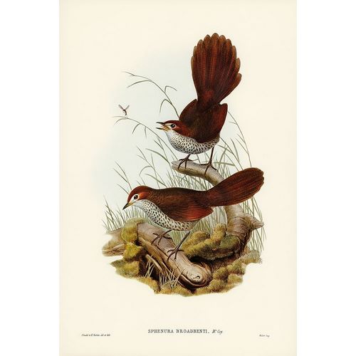 Gould, John 작가의 Rufous-headed Bristle-Bird-Sphenura Broadbenti 작품