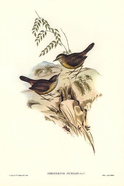Gould, John 작가의 Sombre-coloured Sericornis-Sericornis humilis 작품