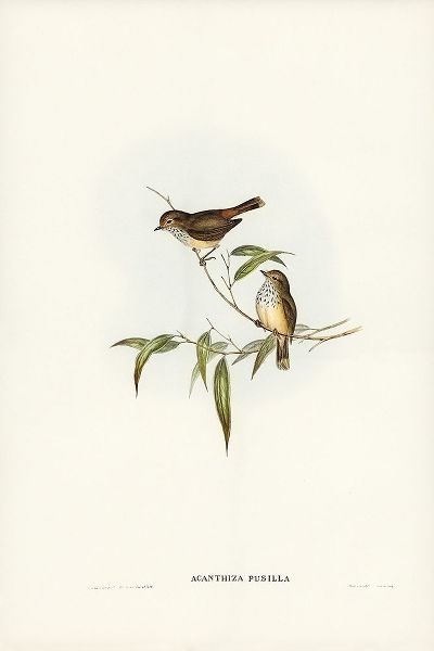 Gould, John 작가의 Little Brown Acanthiza-Acanthiza pusilla 작품