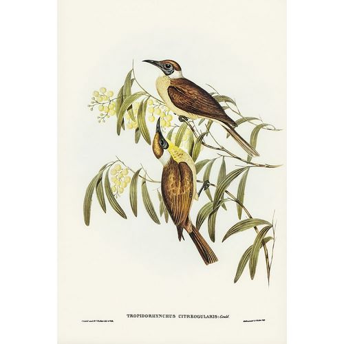 Gould, John 작가의 Yellow-throated Friar Bird-Tropidorhynchus citreogularis 작품