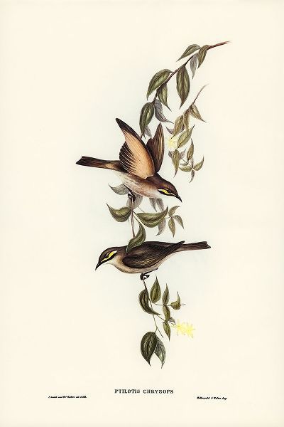 Gould, John 작가의 Yellow-faced Honey-eater-Ptilotis chrysops 작품