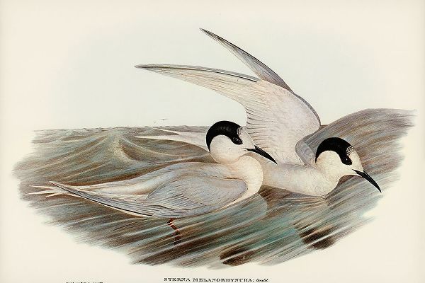 Gould, John 작가의 Black-billed Tern-Sterna melanorhyncha 작품