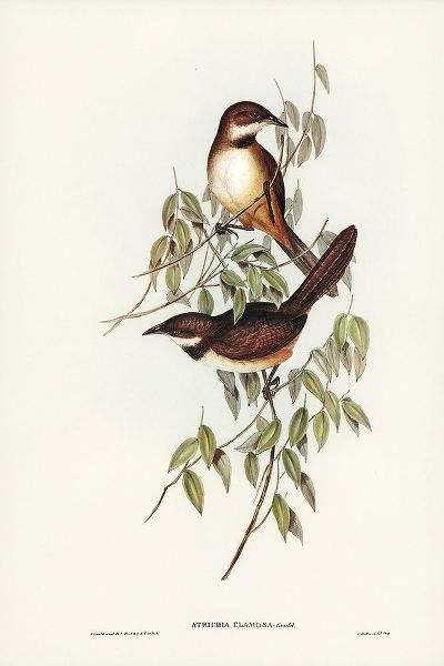 Gould, John 작가의 Noisy Brush-bird-Atrichia clamosa 작품
