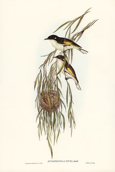 Gould, John 작가의 Painted Honey-eater-Entomophila picta 작품