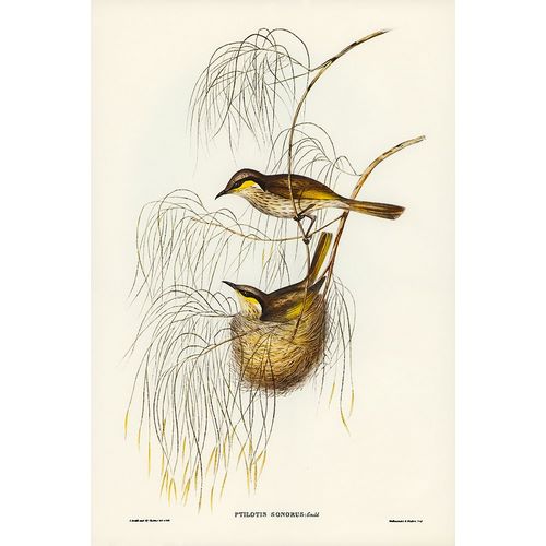Gould, John 작가의 Singing Honey-eater-Ptilotis sonorus 작품
