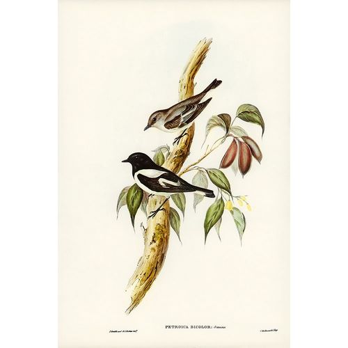 Gould, John 작가의 Pied Robin-Petroica bicolor-Swains 작품