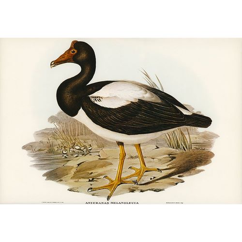 Gould, John 작가의 Semipalmated Goose-Anseranas melanoleuca 작품