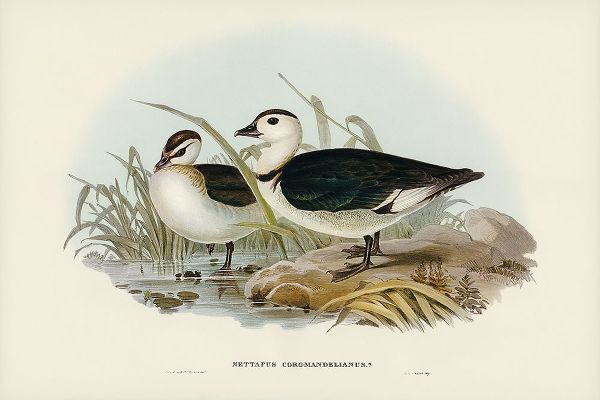 Gould, John 작가의 Pygmy Goose-Nettapus Coromandelianus 작품