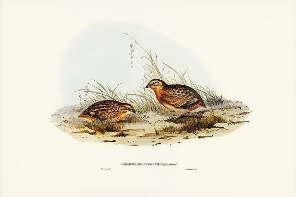 Gould, John 작가의 Red-chested Hemipode-Hemipodius pyrrhothorax 작품