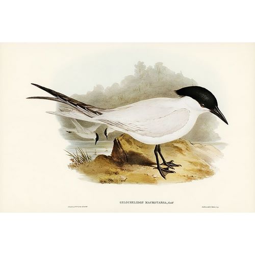 Gould, John 작가의 Great-footed Tern-Gelochelidon macrotarsa 작품