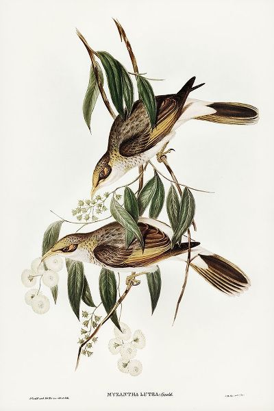 Gould, John 작가의 Luteous Honey-eater-Myzantha lutea 작품