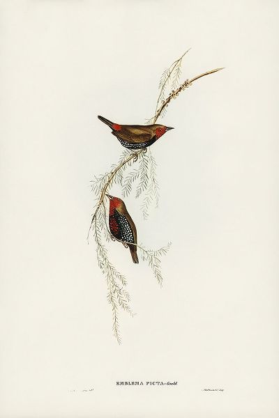 Gould, John 작가의 Painted Finch-Emblema picta 작품