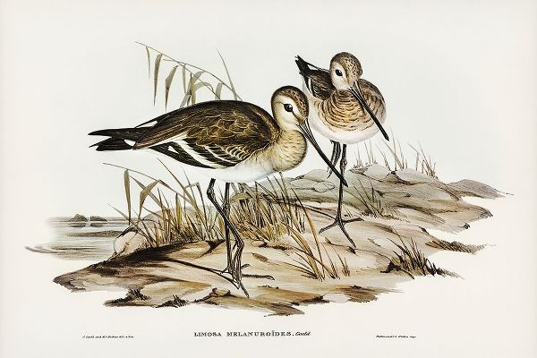 Gould, John 작가의 Black-tailed Godwit-Limosa Melanuroides 작품