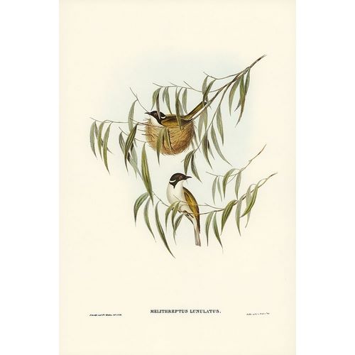 Gould, John 작가의 Lunulated Honey-eater-Melithreptus lunulatus 작품