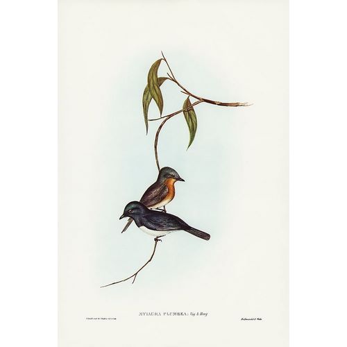 Gould, John 작가의 Plumbeous Flycatcher-Myiagra plumbea 작품