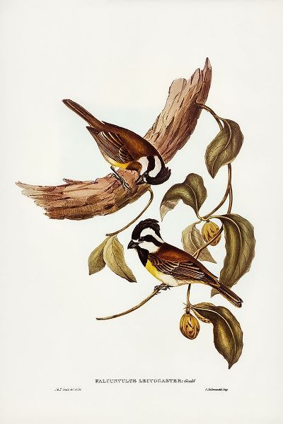 Gould, John 작가의 White-bellied Shrike-Tit-Falcunculus leucogaster 작품