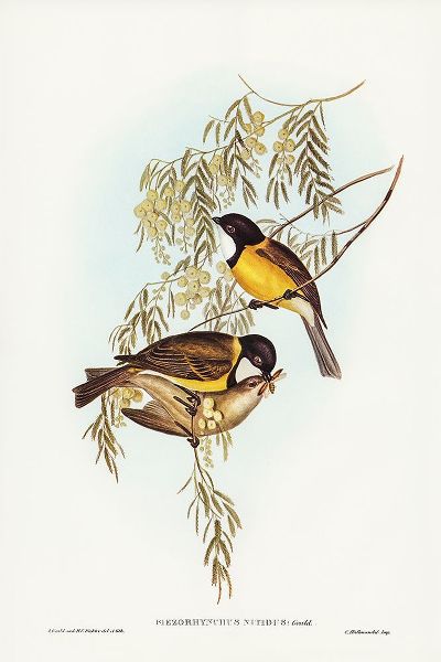 Gould, John 작가의 Blue Shining Flycatcher-Piezorhynchus nitidus 작품