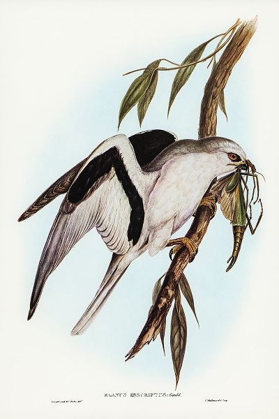 Gould, John 작가의 Letter-winged Kite-Elanus sciptus 작품