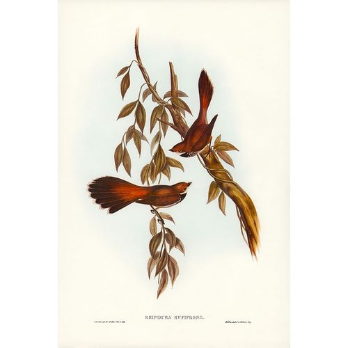 Gould, John 작가의 Rufous-fronted Fantail-Rhipidura rufifrons 작품