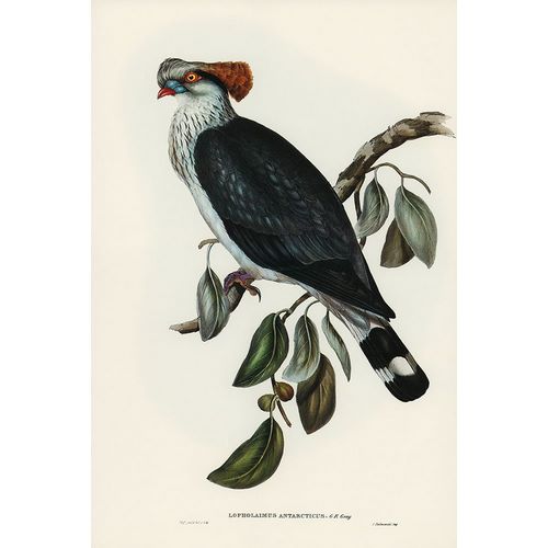 Gould, John 작가의 Top-Knot Pigeon-Lopholaimus Antarcticus 작품