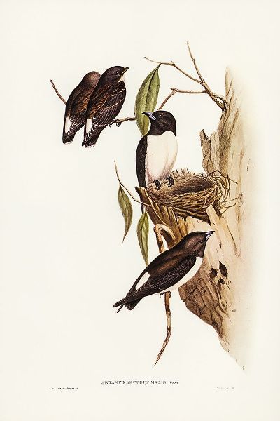 Gould, John 작가의 White-rumped Wood Swallow 작품