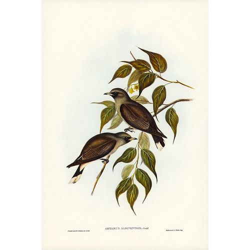 Gould, John 작가의 White-vented Wood Swallow-Artamus albiventris 작품