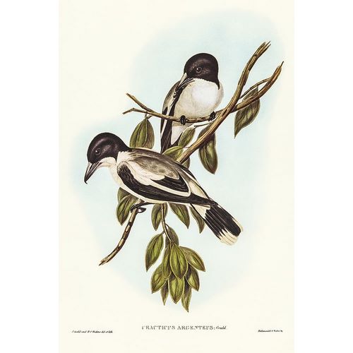 Gould, John 작가의 Silvery-backed Butcher-Bird-Cracticus argenteus 작품