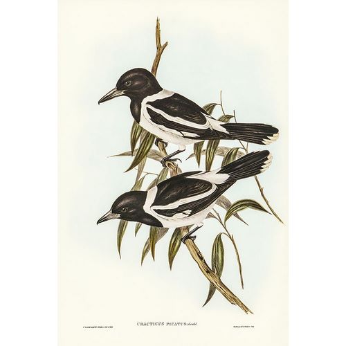 Gould, John 작가의 Pied Crow-Shrike-Cracticus picatus 작품