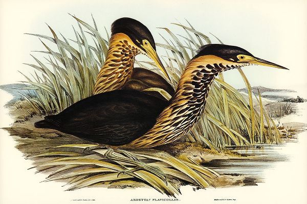 Gould, John 작가의 Yellow-necked Bittern-Ardetta flavicollis 작품