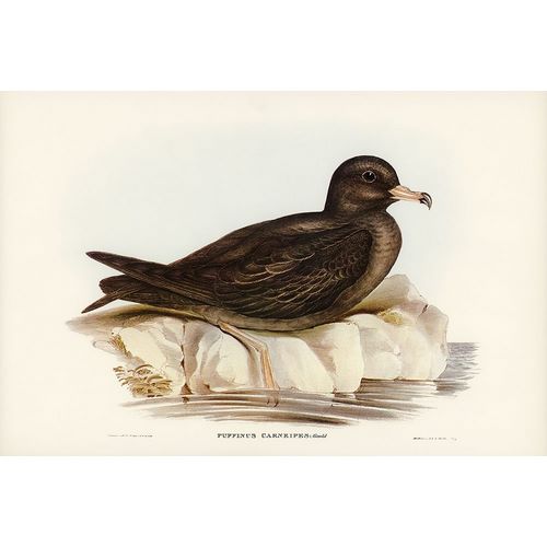 Gould, John 작가의 Fleshy-footed Petrel-Puffinus carneipes 작품
