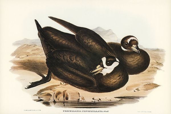 Gould, John 작가의 Spectacled Petrel-Procellaria conspicillata 작품
