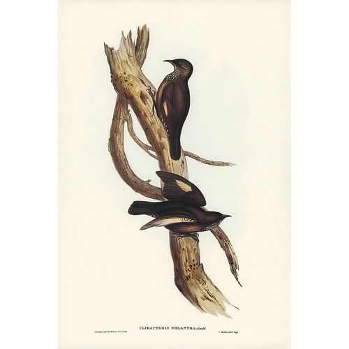 Gould, John 작가의 Black-tailed Tree-Creeper-Climacteris melanura 작품