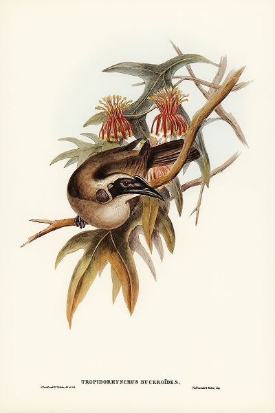 Gould, John 작가의 Helmeted Honey-eater-Tropidorhynchus Buceroides 작품