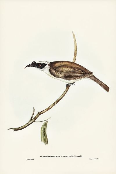 Gould, John 작가의 Silvery-crowned Friar Bird-Tropidorhynchus argenticeps 작품
