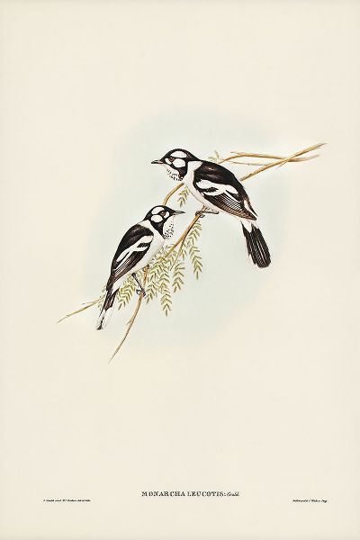 Gould, John 작가의 White-eared Flycatcher-Monarcha leucotis 작품