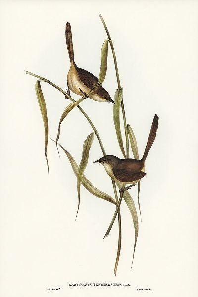 Gould, John 작가의 Long-billed Bristle Bird-Dasyornis longirostris 작품