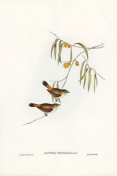 Gould, John 작가의 Chestnut-rumped Acanthiza-Acanthiza uropygialis 작품
